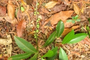 <strong>Rapanea amischocarpa - Ramon, Laurence - 29</strong><br />© Ramon, Laurence